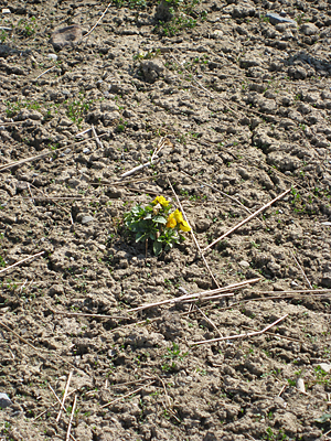 pansy unmulched